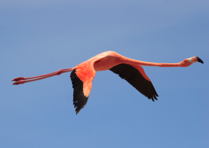 Bonaire Holidays