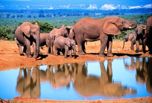 Best Safari Africa