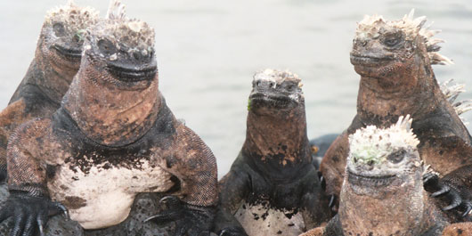 Ecuador and Galapagos Holidays