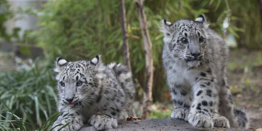 Snow Leopard at Central Park Zoo